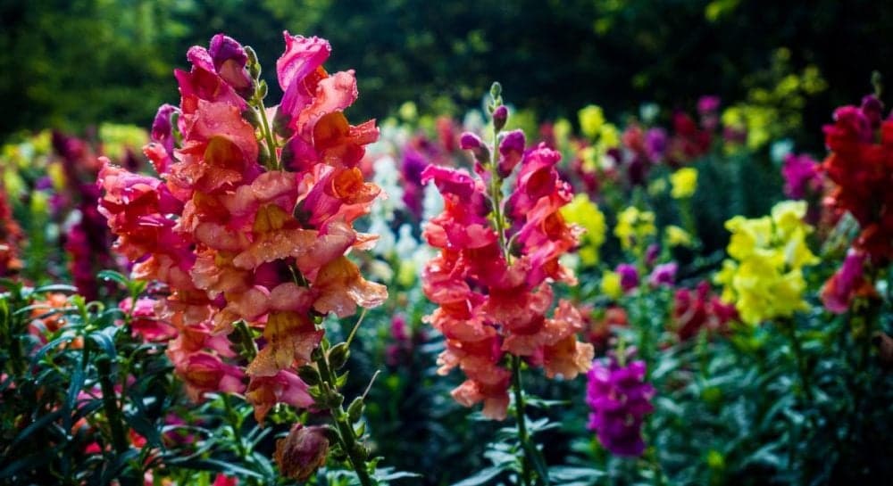 Лютневий посів: 6 культур для раннього врожаю патріотів