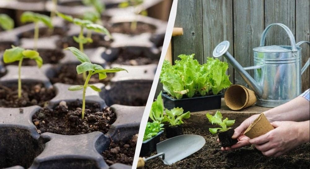 Лютий на землі: 7 справ для українських патріотів-дачників